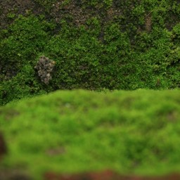 Of smells and other nosey things