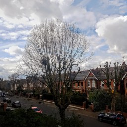 The extended tree family